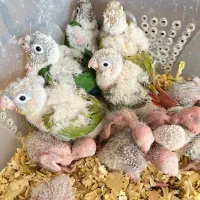 جوجه سرلاکی گرینچک، تراکویست