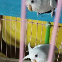 مرغ عشق ، جفتی ، مولد