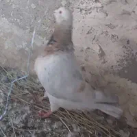 جفت700|پرنده|سلامی, |دیوار