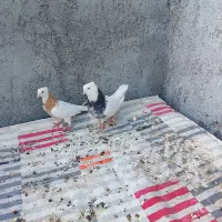 یک جفت طوقی هفت رنگ و یک جفت کله سبز الماسی|پرنده|بردسکن, |دیوار