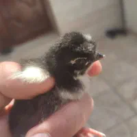 جوجه مرغ جوجه غاز جوجه اردک