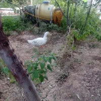 مرغابی پنج ماهه