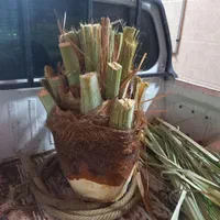 قطع وخریداری نخل و مرکبات|خدمات باغبانی و درختکاری|جهرم, |دیوار