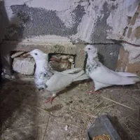چند عدد کبوتر طوقی خال دار خوشرنگ باطوطی برزیلی