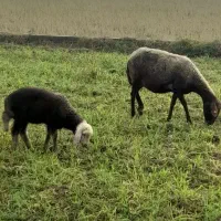 گوسفند وره مار بره نر|حیوانات مزرعه|قائمشهر, |دیوار