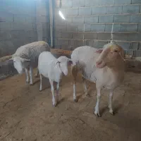 گوسفند ماده لاکن