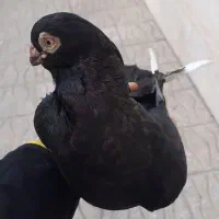 زاغ صرب و طوقی|پرنده|شیراز, آبیاری|دیوار