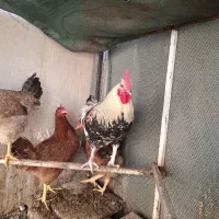 خروس محلی|حیوانات مزرعه|تفت, |دیوار