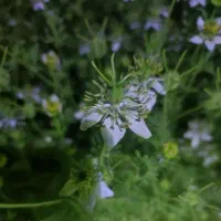 کشت گیاهان دارویی