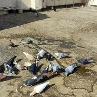 کفتر بوم|پرنده|رضویه, |دیوار