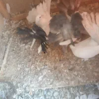 دمچتری اصل|پرنده|خمینی‌شهر, |دیوار