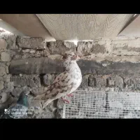 سبز.سار.کله