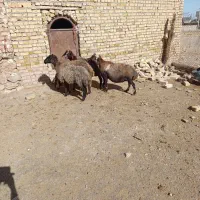 شش راس گوسفند دو بره دار بره‌ها نر|حیوانات مزرعه|آبگرم, |دیوار