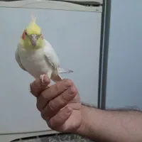 پرنده