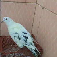 کبوتر