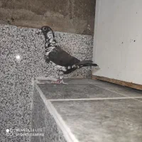 کبوتر سینه سفید ماده