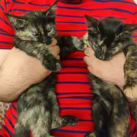 بچه گربه های کیوت (TortoiseShell)
