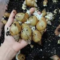 حلزون مولد|خزنده|دزفول, |دیوار