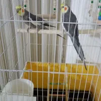 عروس هلندی