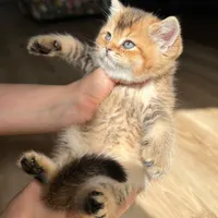 گربه های لوکس iran cats|گربه|کیش, |دیوار