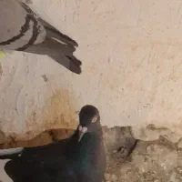 کبوتر|پرنده|شیروان (خراسان), |دیوار