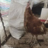 2 عدد بوقلمون تخم گذار محلی