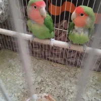 یک جفت طوطی برزیلی با قفس