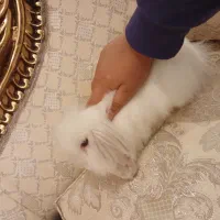 خرگوش لوپ تمیز و دستی و سرحال و بانمک|موش و خرگوش|یزد, |دیوار