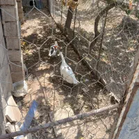 فروش دو عدد غاز نر و ماده بالغ