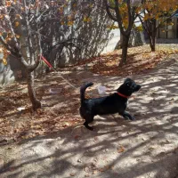 سک پاپی اشپیتز نر مشکی باهوش|سگ|شهرضا, |دیوار