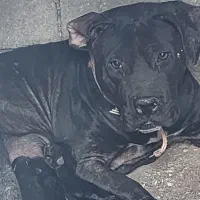 سگ پیت بول|سگ|شیراز, مجتمع شهید پرویزی|دیوار