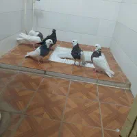 پنج پرنده تمیزوسالم|پرنده|طبس, |دیوار