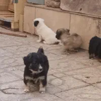 توله سگ|سگ|مشهد, نظام دوست|دیوار