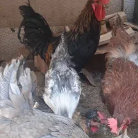 ۵عدد مرغ تخم گذار ویک عدد خروس بزرگ|حیوانات مزرعه|زرند, |دیوار