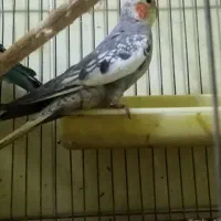 عروس هلندی نر|پرنده|شاهین‌شهر, خانه کارگر|دیوار