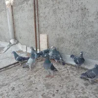 کبوتر|پرنده|مراغه, |دیوار