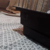 یک عدد قفس بزرگ ۹۰۰|لوازم جانبی حیوانات|قم, باغ کرباسی|دیوار