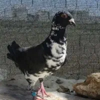 فروش کفتر پلاکی