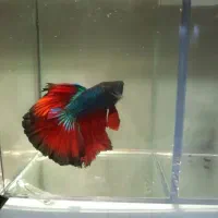 فروش ماهی فایتر و گوپی