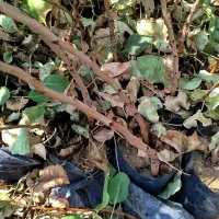 فروش نهال پسته بادامی زرندی|خدمات باغبانی و درختکاری|اصفهان, نقش جهان|دیوار