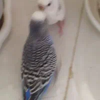 مرغ عشق انگلیسی