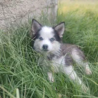 حیوان خانگی