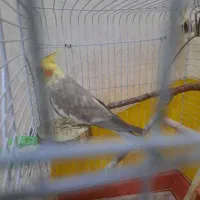 عروس هلندی ماده