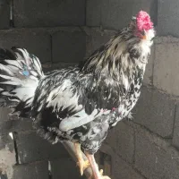 مرغ و خروس گلین