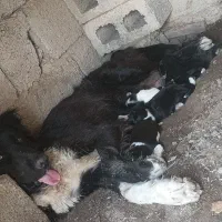 گمشده|سگ|ریگ, |دیوار