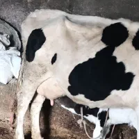 گاو شیری با گوساله ماده|حیوانات مزرعه|قره قوین, |دیوار