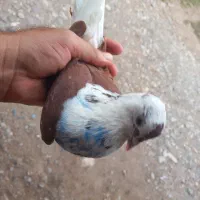 کبوتر شازده سرخ نر|پرنده|رشت, پورسینا|دیوار