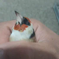 سهره|پرنده|ملایر, |دیوار