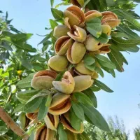 فروش نهال بادام و گردو دیرگل|خدمات باغبانی و درختکاری|خمین, |دیوار