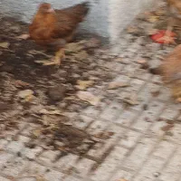 نیمچه جوجه محلی|حیوانات مزرعه|کرمانشاه, |دیوار